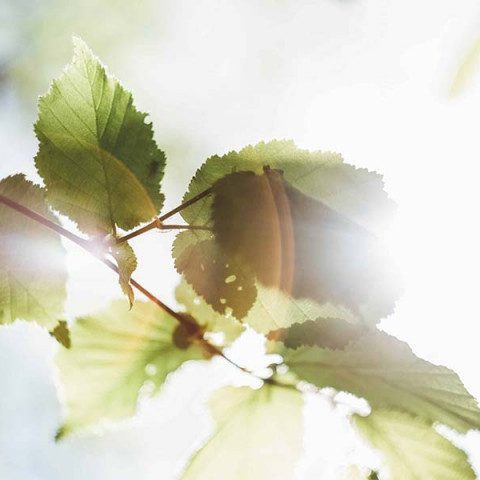 Miljö klimat löv solsken